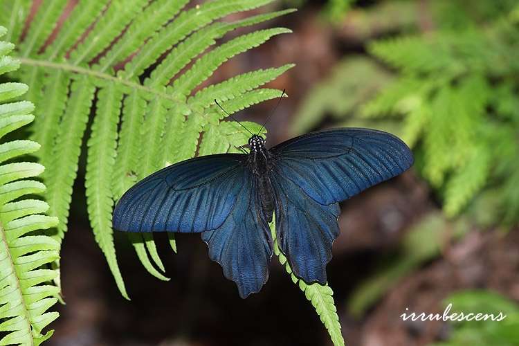 Image de Papilio thaiwanus Rothschild 1898