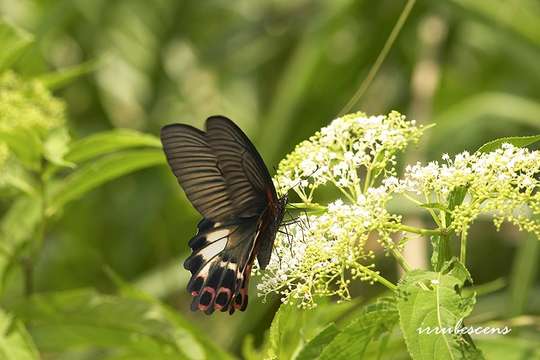 Image of Papilio thaiwanus Rothschild 1898