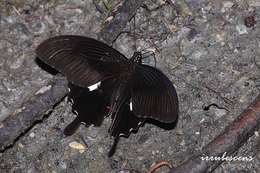 Image of Papilio