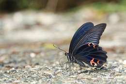 Image of Papilio protenor Cramer (1775)