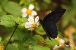 Image of Spangle Butterfly