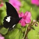 Image of <i>Papilio nephelus chaonulus</i>