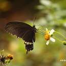 Image of <i>Papilio <i>polytes</i></i> polytes