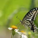 Image of Asian swallowtail