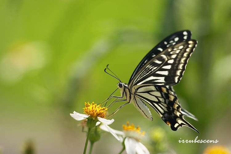 Papilio resmi