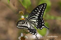 Papilio resmi