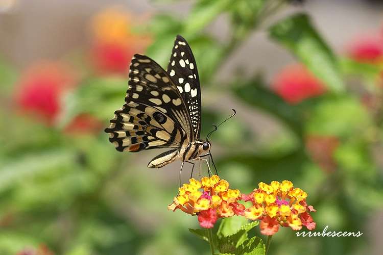 Plancia ëd Papilio