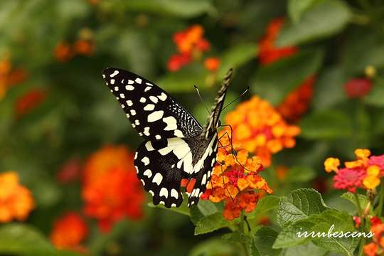 Plancia ëd Papilio