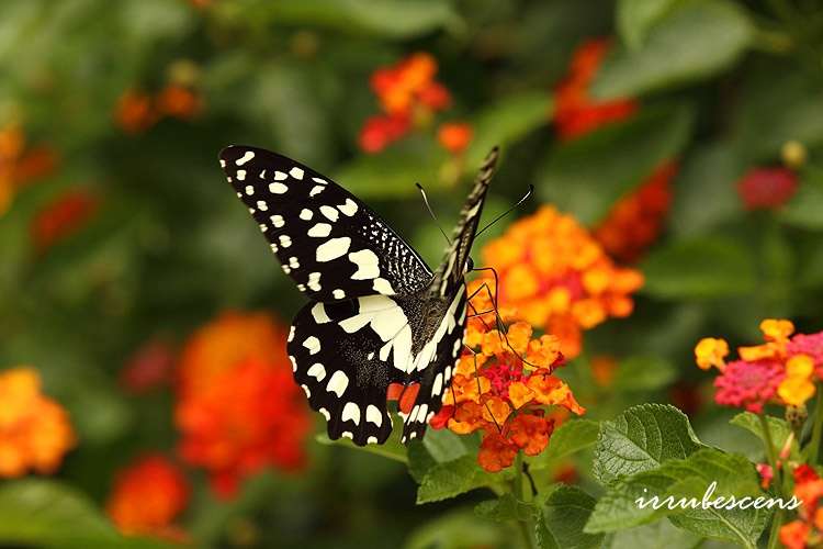 Plancia ëd Papilio