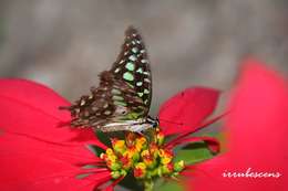 Image of Graphium