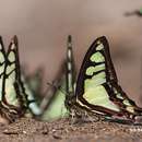 Image of <i>Graphium cloanthus kuge</i>