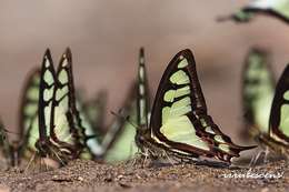 Image of Glassy Bluebottle Butterfly