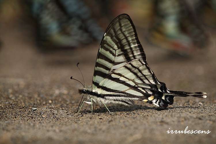 Image of Six-bar Swordtail Butterfly