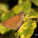 Caltoris bromus yanuca Fruhstorfer 1911 resmi