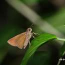 Caltoris bromus yanuca Fruhstorfer 1911 resmi