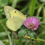 Image of Eastern Pale Clouded Yellow