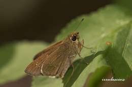 Image of Lesser millet skipper