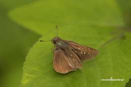 Image of Lesser millet skipper