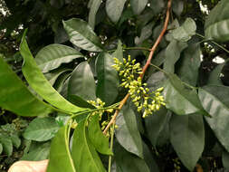 Image of Dysoxylum