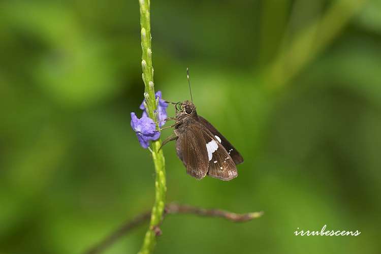 Imagem de Notocrypta feisthamelii alinkara Fruhstorfer 1911