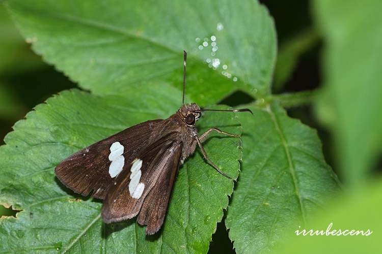 Image of <i>Notocrypta feisthamelii arisana</i>