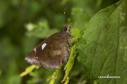 Image of Notocrypta curvifascia Felder & Felder 1862