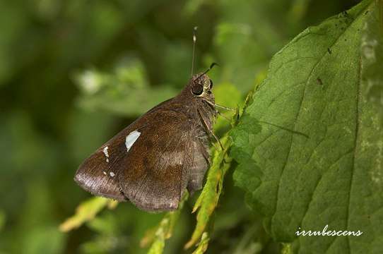 Image de Notocrypta curvifascia Felder & Felder 1862