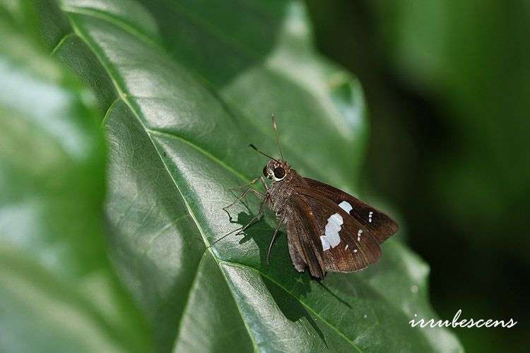 Image de Notocrypta curvifascia Felder & Felder 1862