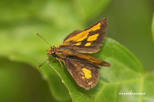 Image of Bush Hopper