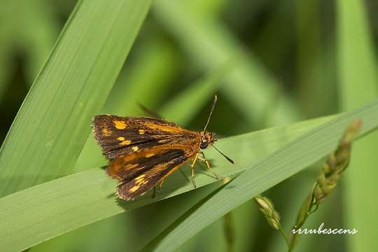 Image of Bush Hopper