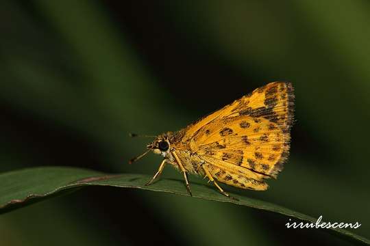 Image of Bush Hopper