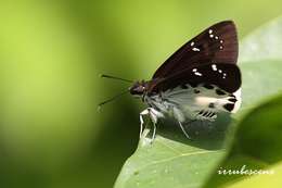 Image of Tagiades cohaerens Mabille 1914