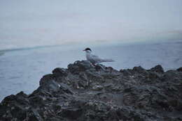 Image of Antarctic Tern