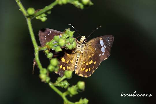 Celaenorrhinus resmi