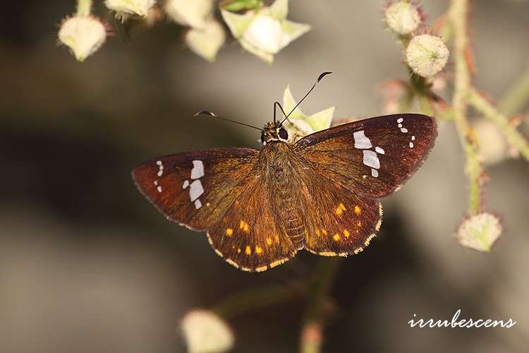 Celaenorrhinus pulomaya Moore 1865 resmi