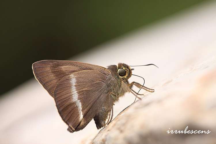 Image of Hasora taminatus Hübner 1818