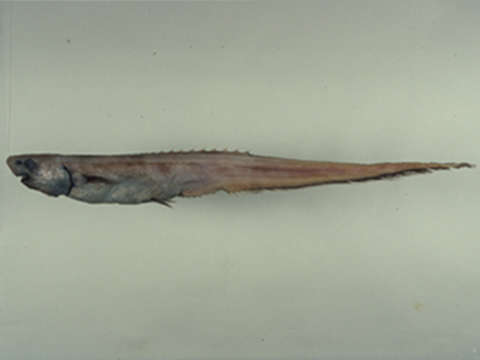 Image of Notacanthus