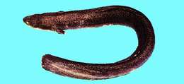 Image of freshwater eels