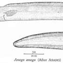 Слика од Ariosoma anago (Temminck & Schlegel 1846)