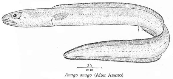 Слика од Ariosoma anago (Temminck & Schlegel 1846)