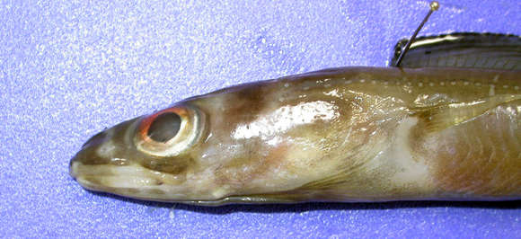 Image of Conger eel