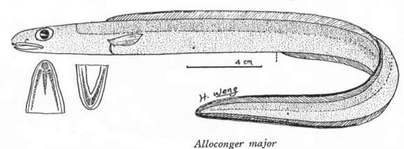 Image of Ariosoma major (Asano 1958)