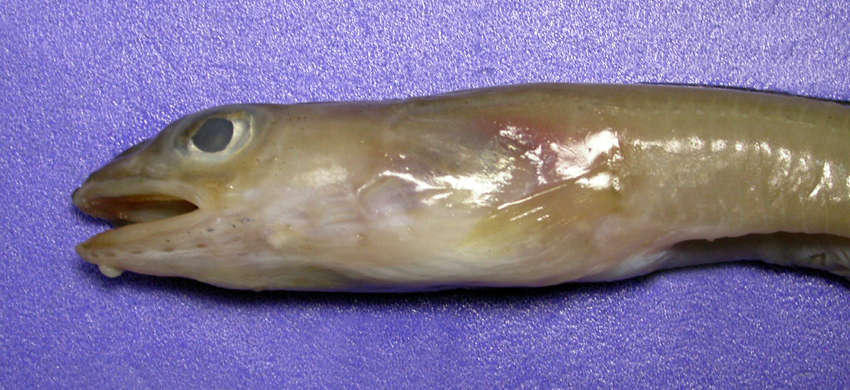 Image of Ariosoma major (Asano 1958)