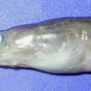 Image of Ariosoma major (Asano 1958)
