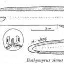 Image of Bathymyrus simus Smith 1965