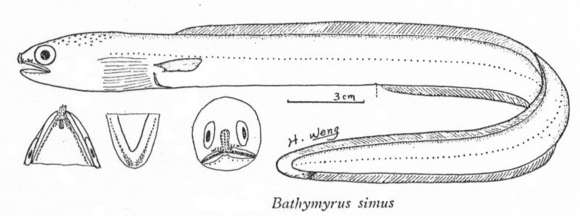 Image of Bathymyrus