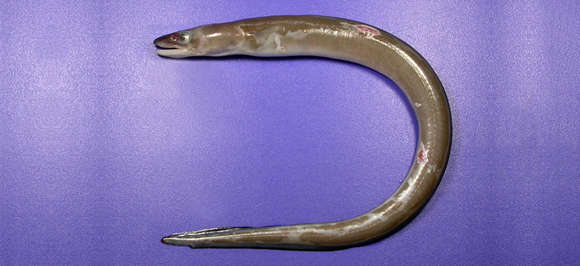 Image of Conger eel