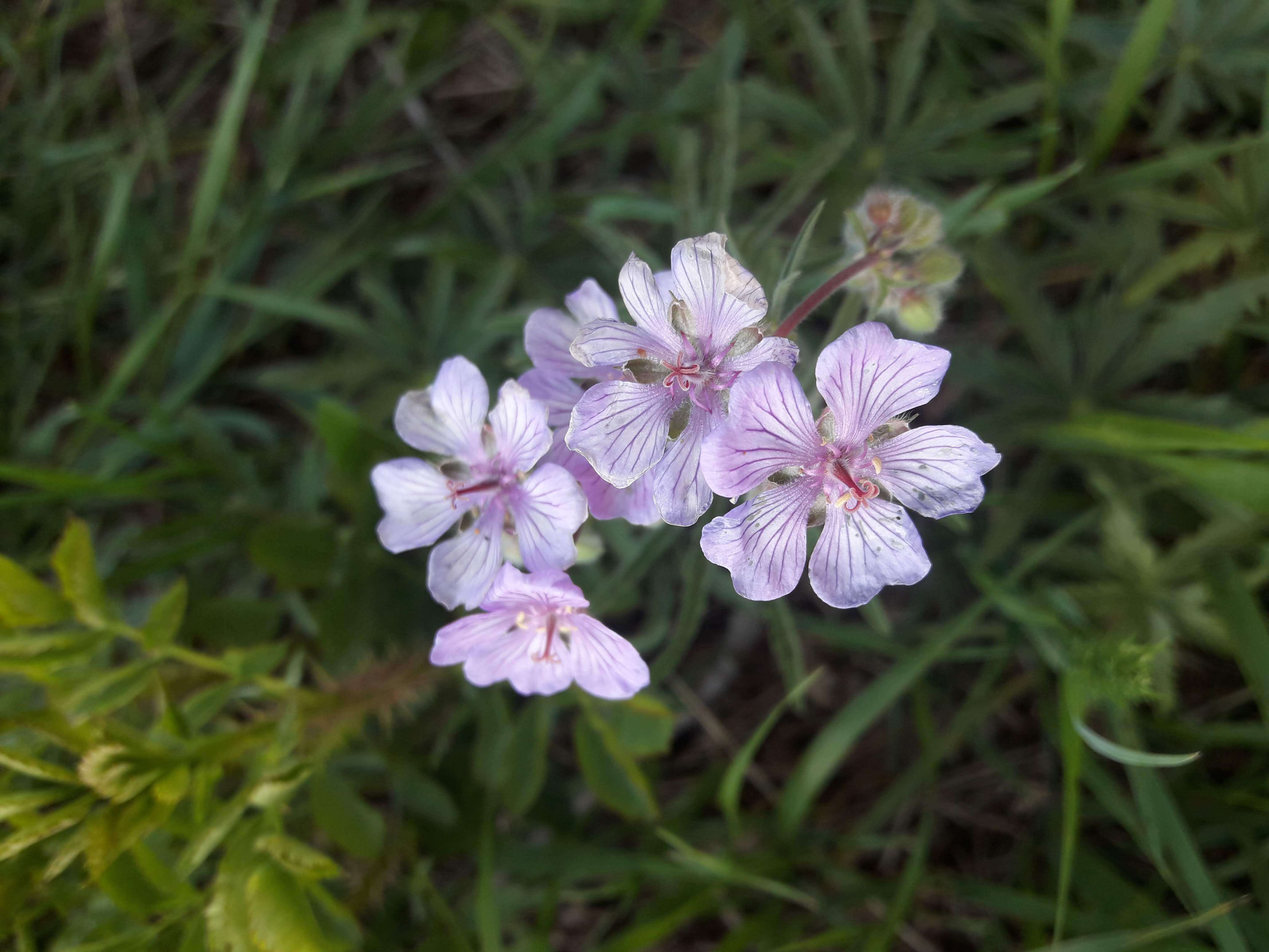 Image of Tuberous Cranesbill