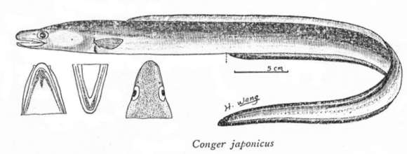 Image of Conger eel