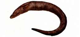Image of Conger eel
